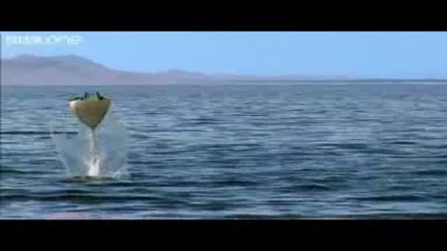 دانلود مستند فوق العاده جالب از پرواز سفره ماهی ها برفراز دریای کورتز