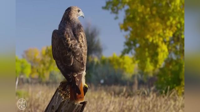 مستندی زیبا و حیرت آور از پرندگان شکاری