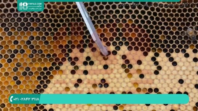 راه و روش زنبورداری و بررسی بیماری ها در فصل زمستان