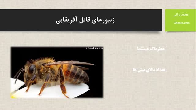 زنبورهای قاتل