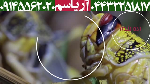 انواع ملخ مرگبار در ایران 