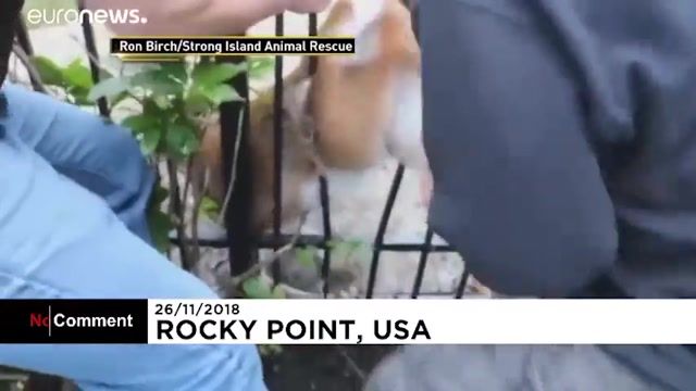گوزن کوچکی که درشهر راکی پوینت امریکا سرش درسطل گیر افتاده بودنجات پیداکرد