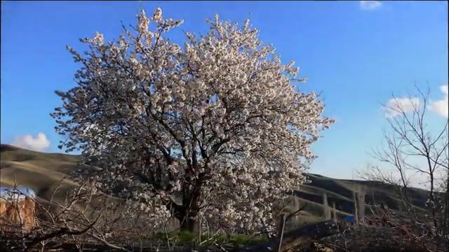 روستای زرجه بستان - شکوفه های درختان بادام