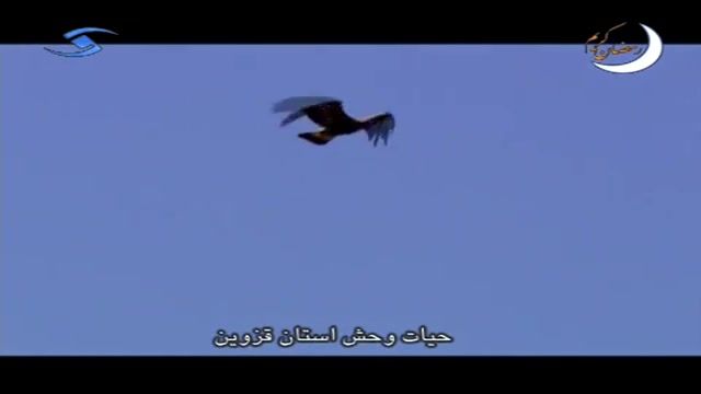 حیات وحش استان قزوین