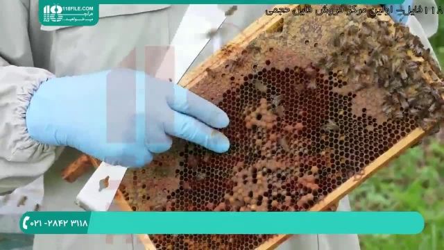 طریقه زنبورداری و پرورش زنبورعسل بصورت فیلم