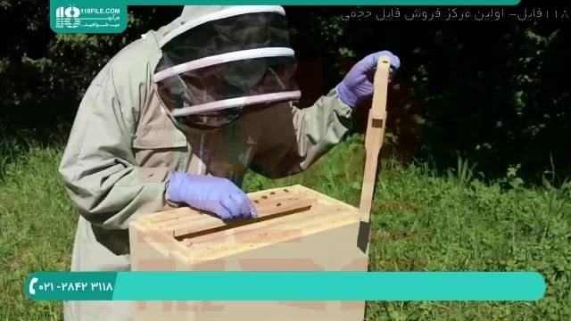 پرورش زنبور عسل برای مبتدیان - جمع آوری دسته جدا شده