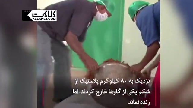 روایتی عجیب از گاوهای هندی که 60 کیلوگرم پلاستیک در شکم خود حمل می کنند!