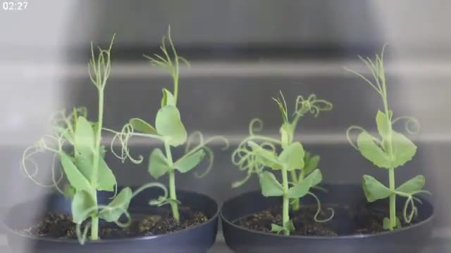 عدم هوشیاری گیاهان بعد از دریافت داروی بی حسی  - به خواب فرو رفتن گیاهان