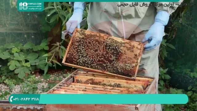 نگهداری از زنبوران عسل و رسیدگی به کندو در فصول سرد