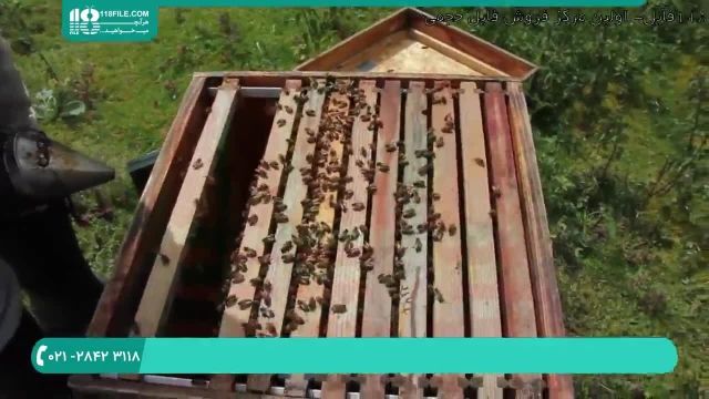 نحوه راه اندازی زنبورداری آسان