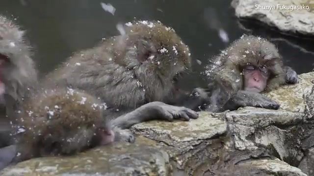 کاهش استرس در میمون های برفی با حمام آب گرم