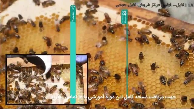 آموزش زنبورداری توسط حرفه ای های زنبورداری ایران