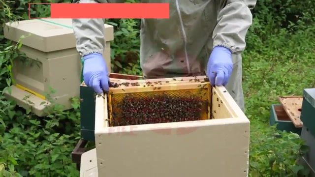 آموزش زنبورداری-ادغام دو کندو با هم