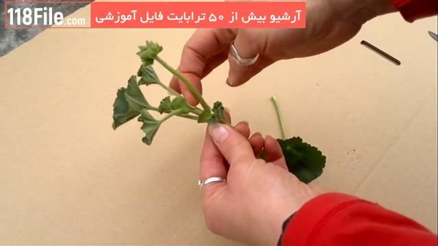 5 روش قلمه زنی گیاهان