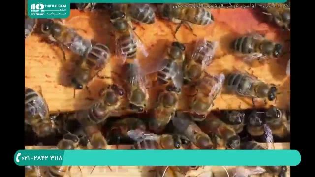 درمان ویروس فلج زنبوری و راه های تشخیص آن
