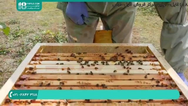 به دست آوردن ژل رویال در زنبورداری نوین