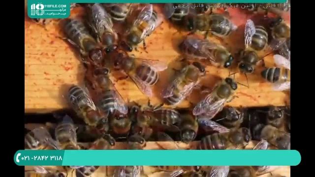 معرفی و علائم ویروس فلجی مزمن در زنبورداری