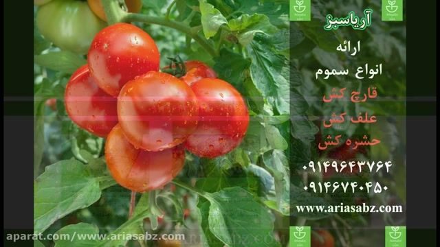 قارچ کش تخصصی مزارع گوجه فرنگی کاهو و کلم | Previcur Energy