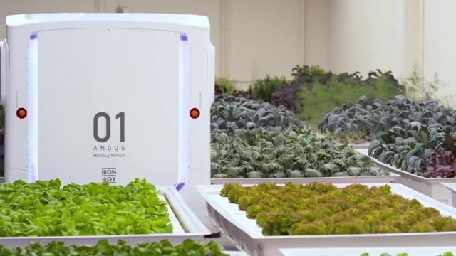مرزعه تمام رباتیک "آیرون اوکس" - مزرعه هیدروپونیک با فناوری هوشمند پرورش سبزیجات