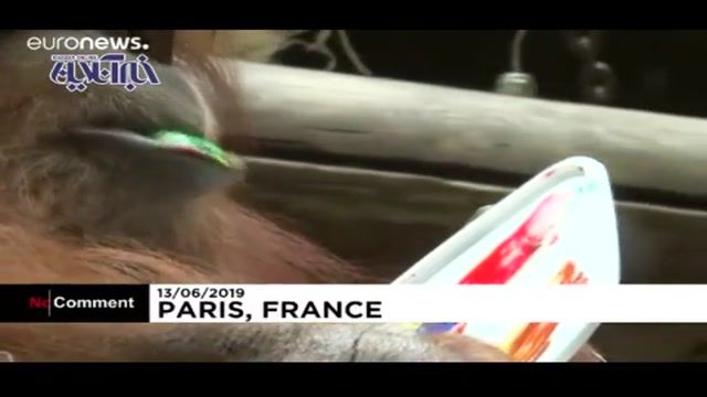 یک اورانگوتان نقاش فرانسوی که تابلوهای او هزاران یورو بفروش میرسد