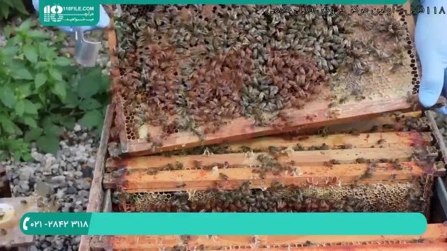علائم بیماری فلج زنبوری در زنبورداری مردن