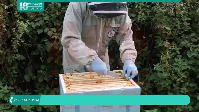 آموزش زنبورداری برای افراد مبتدی