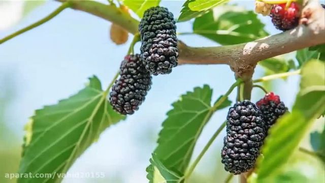 با خوردن این مواد غذایی به سلامت قلب خود کمک کنید 