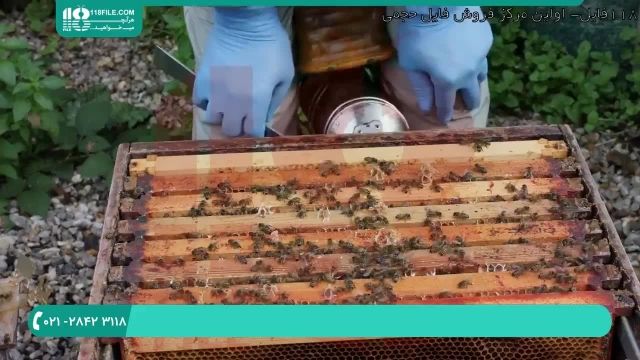 روش های شناخت بیماری ها برای زنبورداران
