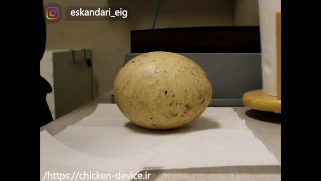 آموزش جوجه کشی تخم شترمرغ