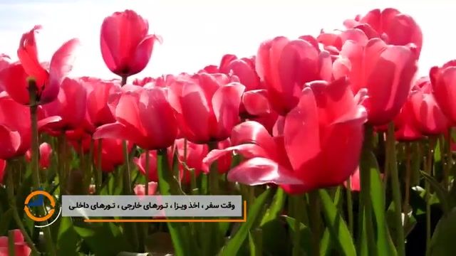 جشنواره بسیار زیبای گل لاله استانبول، دوازدهمین سال متمادی در پارک امیرگان 