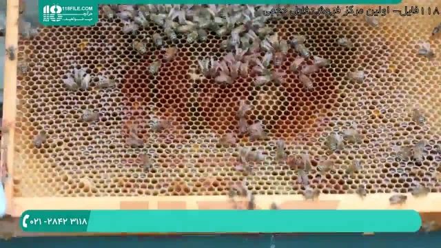 تشخیص بیماری در بین زنبوران کارگر