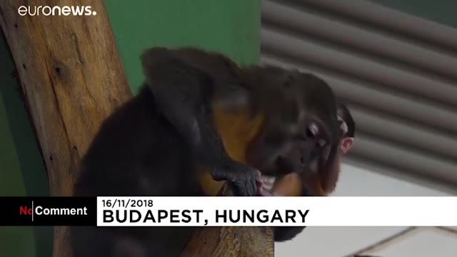 تولد نوزاد میمون مانگابی نادر و طلایی رنگ در باغ وحش بوداپست پایتخت مجارستان 