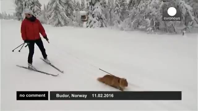 گربه ی مشهور و ماجراجوی نروژی که از اسکی کردن لذت می برد