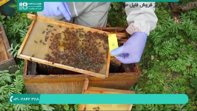 آموزش زنبورداری محصور کردن ملکه زنبور عسل بدون اسیب