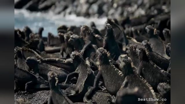 فیلمی پربازدیداز جزیره گالاپاگوس (Planet Earth II)