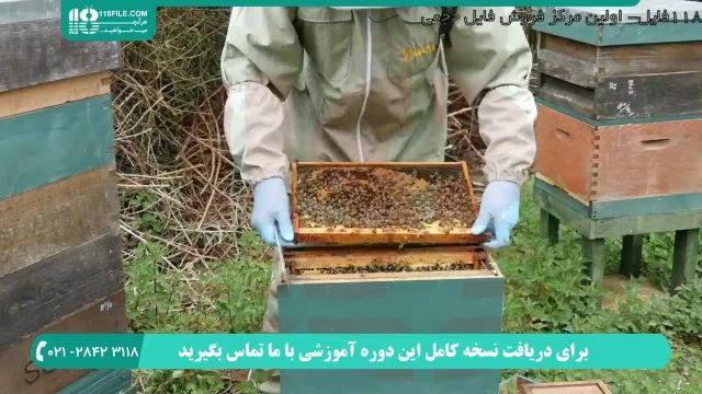 چگونه تولید عسل طبیعی