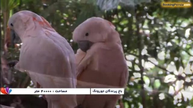 باغ پرندگان جورونگ، زیباترین پرندگان جهان در سنگاپور - بوکینگ پرشیا