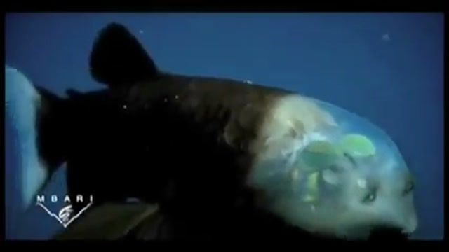 ماهی شیشه‌سر : ماهی که سر آن شفاف و شیشه ایی است
