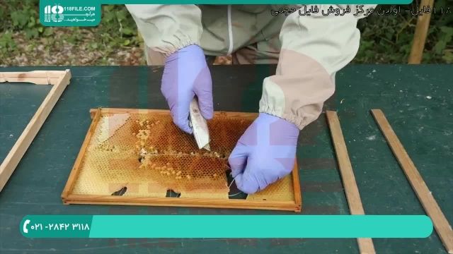 آموزش پرورش ملکه زنبور عسل به روش جدید