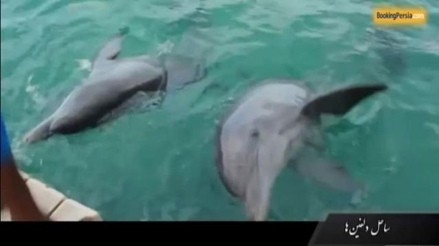  ساحل دلفین ها در کشور جاماییکا، زمانی برای آرامش - بوکینگ پرشیا