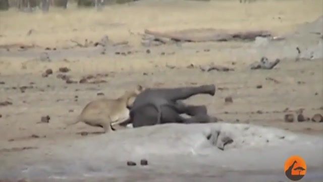 کلیپی دیدنی از حمله شیرها به یک بچه فیل